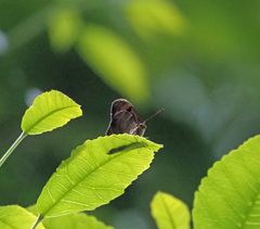 Heteronympha mirifica