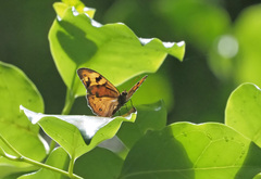 Heteronympha mirifica