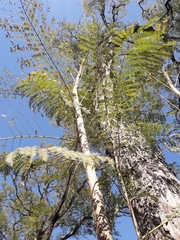 Jacaranda mimosifolia