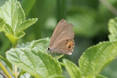 Hypocysta pseudirius