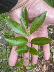 Dysoxylum rufum