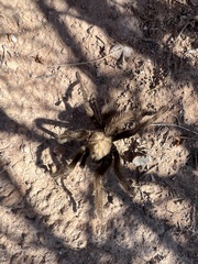 Aphonopelma iodius