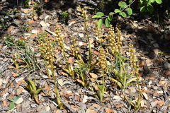 Orchis anthropophora