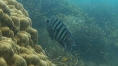 Abudefduf bengalensis