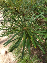 Banksia cunninghamii