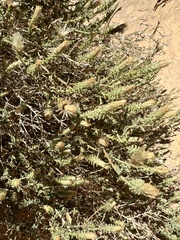 Brickellia microphylla