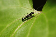 Odontomantis planiceps