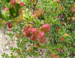 Dodonaea humilis