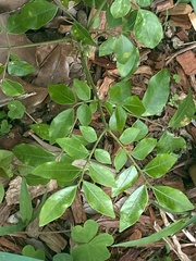 Pararchidendron pruinosum