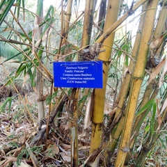 Bambusa vulgaris