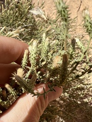 Brickellia microphylla