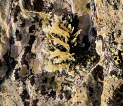 Silvetia compressa
