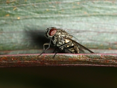 Muscina stabulans