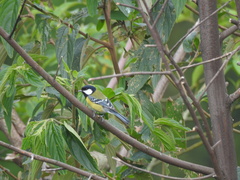 Parus monticolus