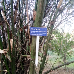 Dendrocalamus hamiltonii