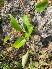 Dioscorea