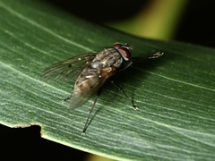 Muscina stabulans