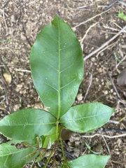 Melicope elleryana