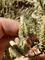 Brickellia microphylla