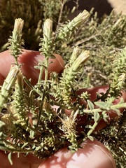 Brickellia microphylla