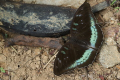 Tanaecia whiteheadi