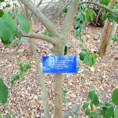 Manilkara sansibarensis