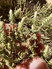 Brickellia microphylla