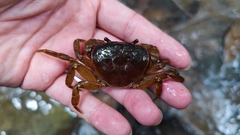 Indochinamon chinghungense