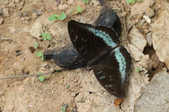 Tanaecia whiteheadi