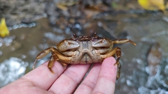 Indochinamon chinghungense