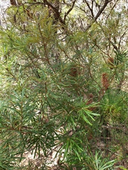 Banksia cunninghamii