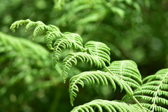 Calochlaena dubia