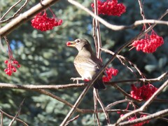 Turdus migratorius