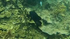 Neoglyphidodon melas