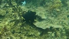 Neoglyphidodon melas