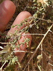 Brickellia microphylla