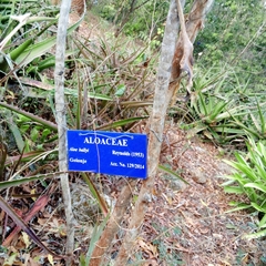 Aloe ballyi