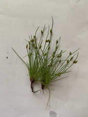 Isolepis cernua