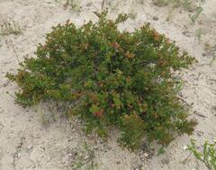 Dodonaea humilis