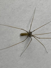 Pholcus opilionoides