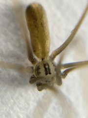 Pholcus opilionoides