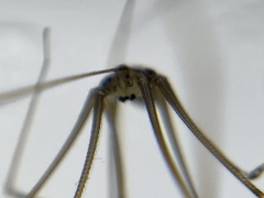 Pholcus opilionoides