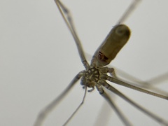 Pholcus opilionoides