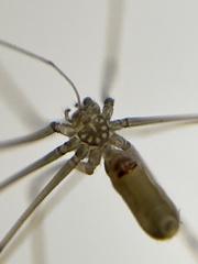 Pholcus opilionoides