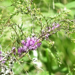 Melaleuca thymifolia