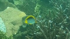 Chaetodon melannotus