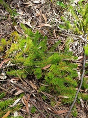 Persoonia chamaepitys