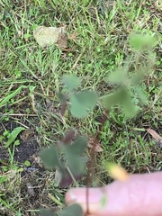 Oxalis perennans