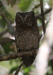 Otus ireneae