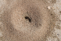 Veromessor pergandei